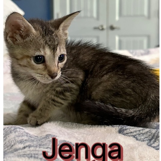 Jenga