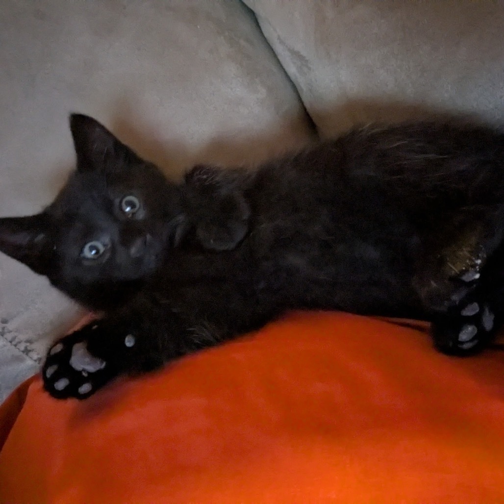 Gannet, an adoptable Domestic Short Hair in Baker City, OR, 97814 | Photo Image 1