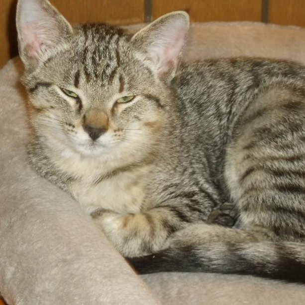 Charlie, an adoptable Domestic Short Hair in Baker City, OR, 97814 | Photo Image 1