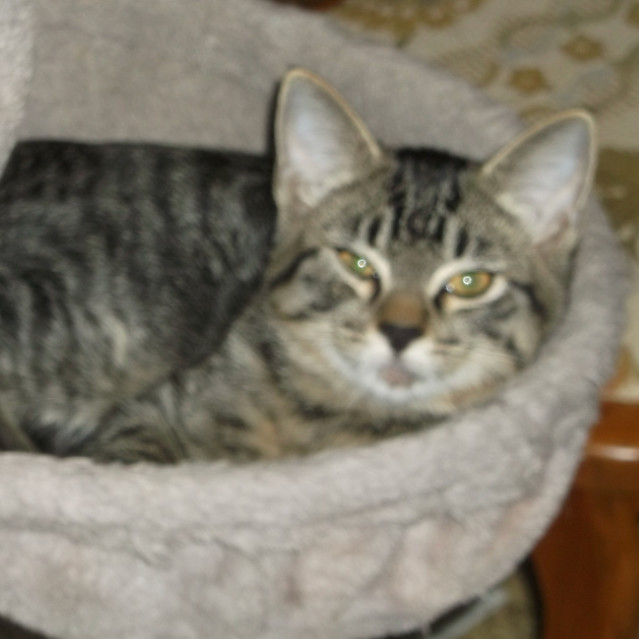 Harper, an adoptable Domestic Short Hair in Baker City, OR, 97814 | Photo Image 1