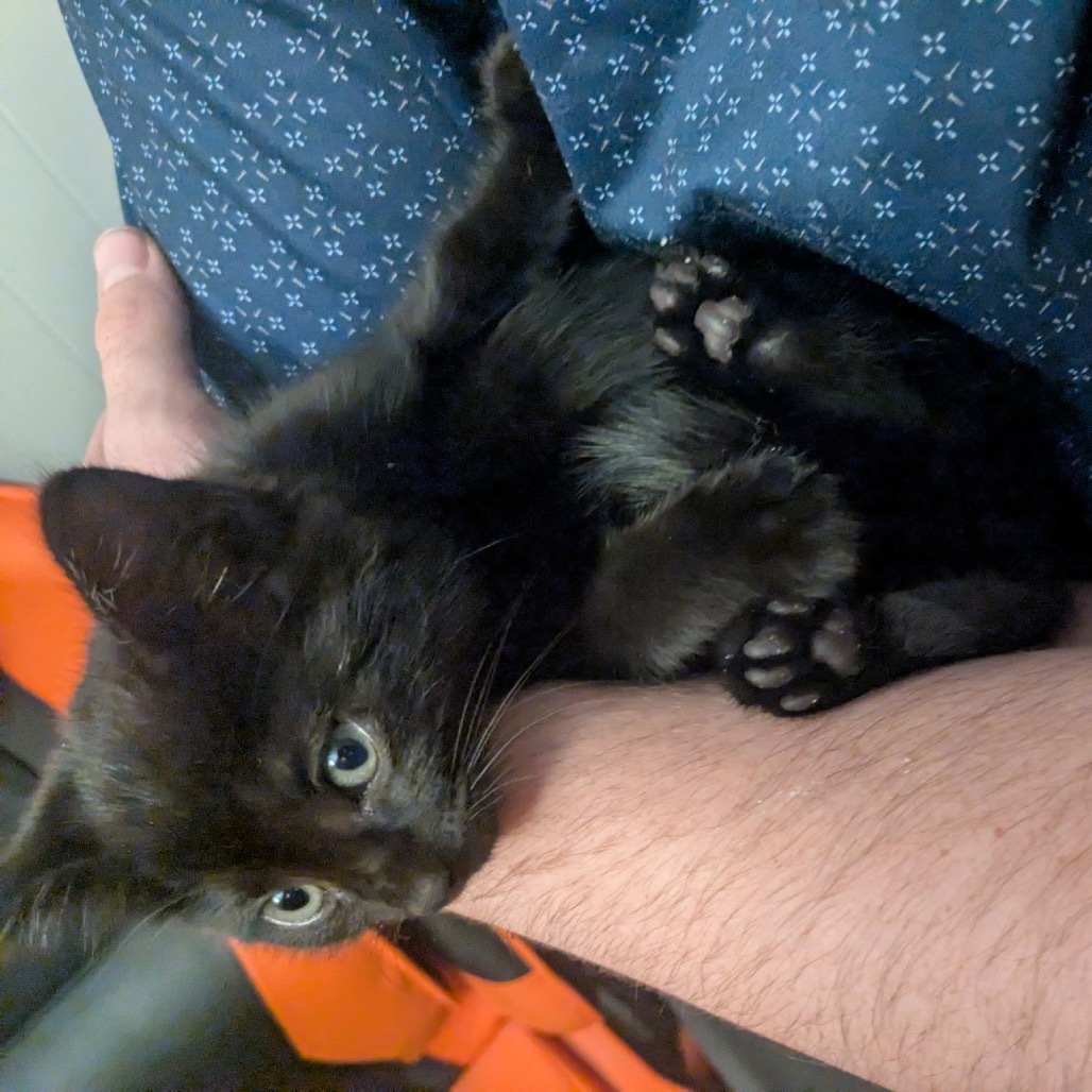 Siskin, an adoptable Domestic Short Hair in Baker City, OR, 97814 | Photo Image 1