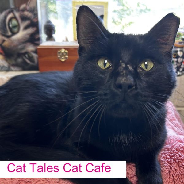 Bagheera thumbnail 2