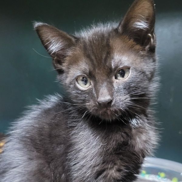 Chanterelle thumbnail 2