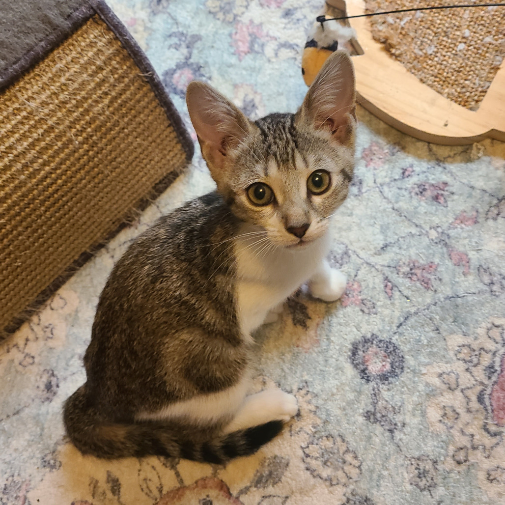 Cilantro