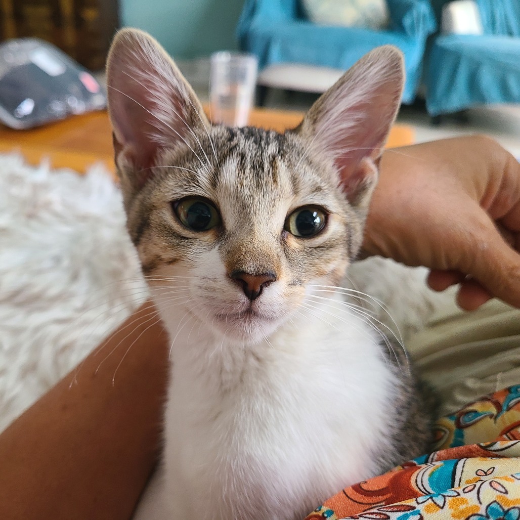 Cilantro