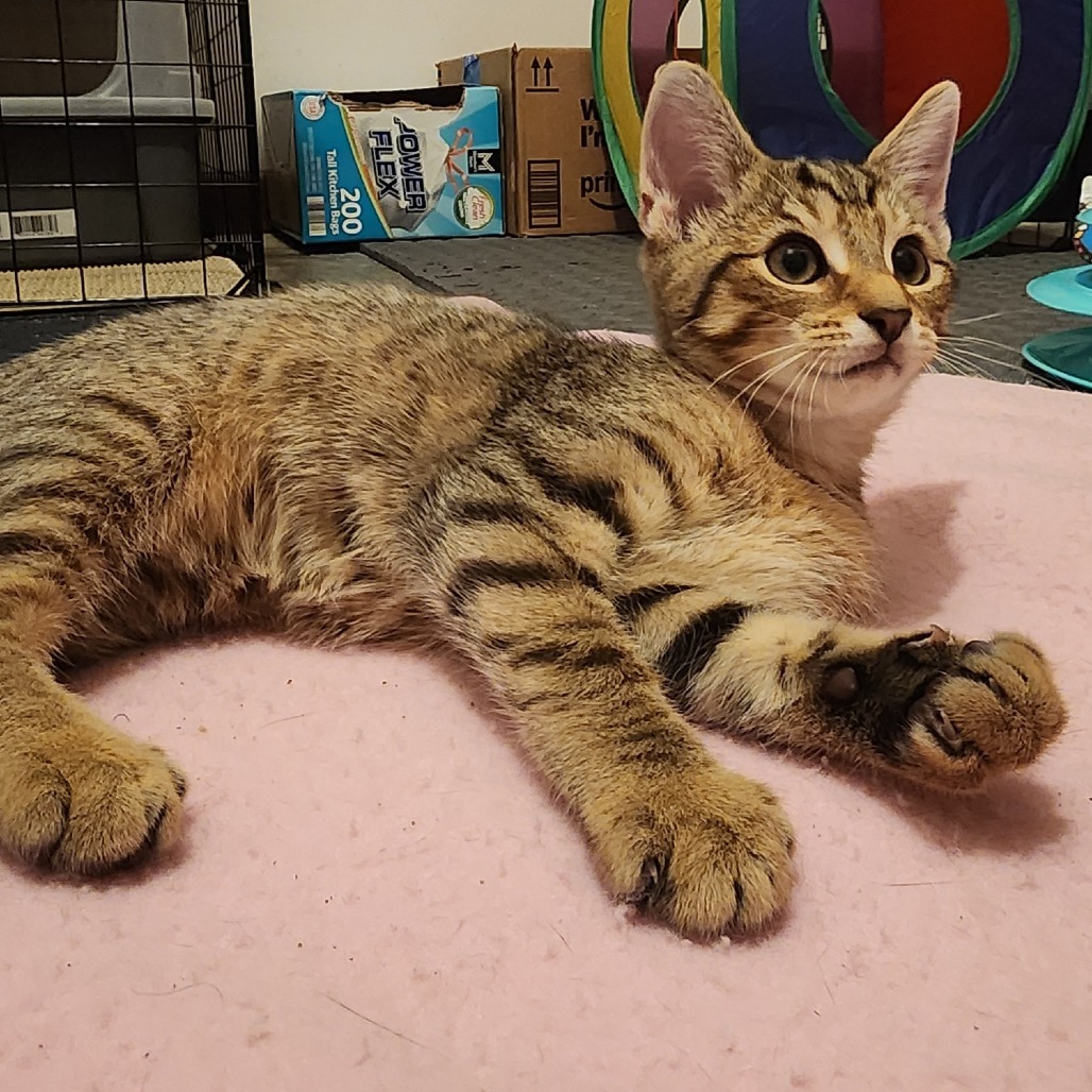 Pumpkin