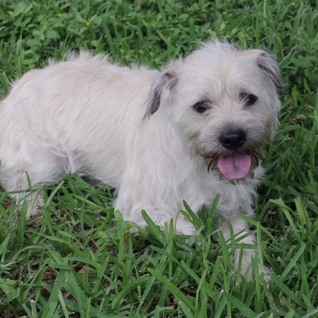 Peanut