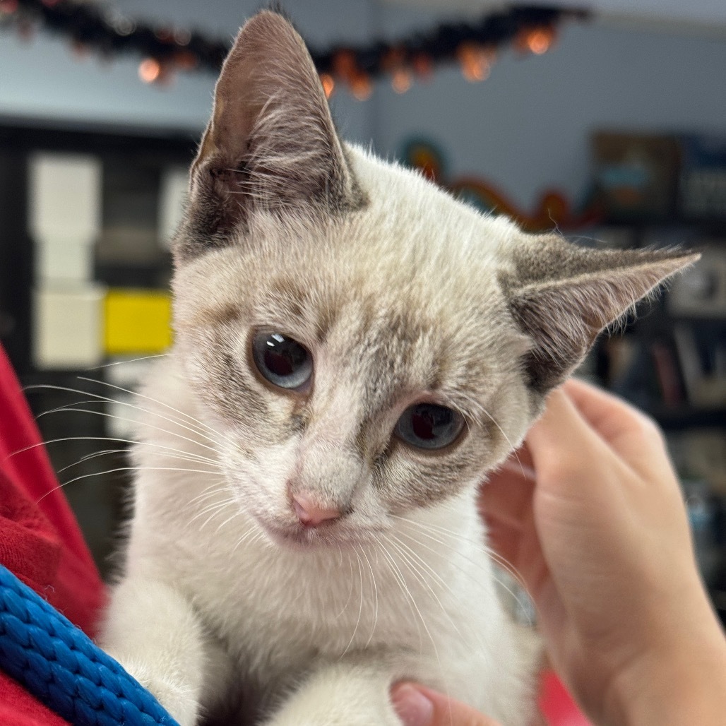 Kitten Fiji