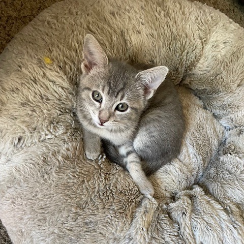 Gracie