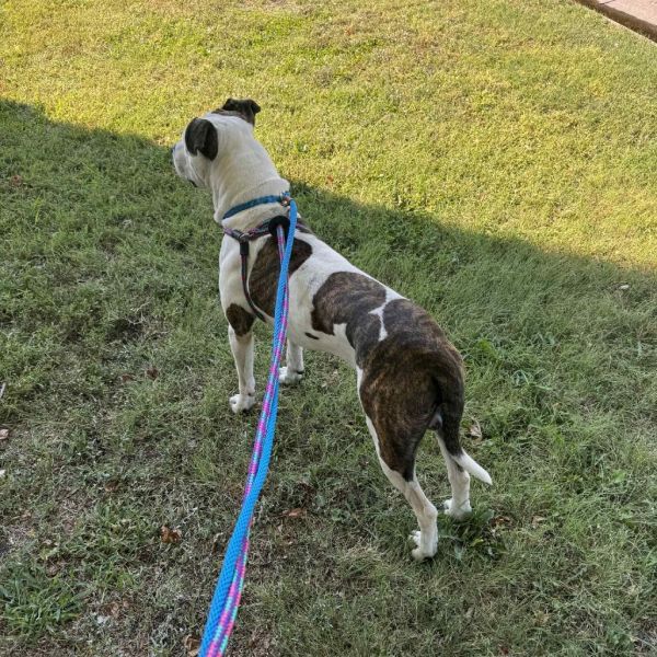 Mulligan thumbnail 2