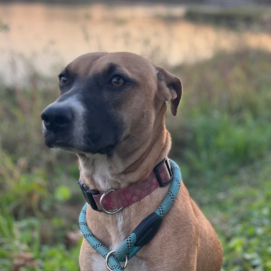 Willow