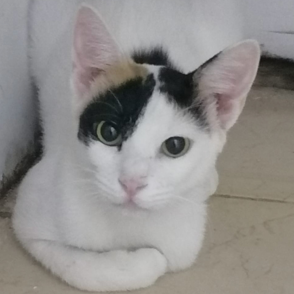 Miss Sally Kuwait (tri-pod)