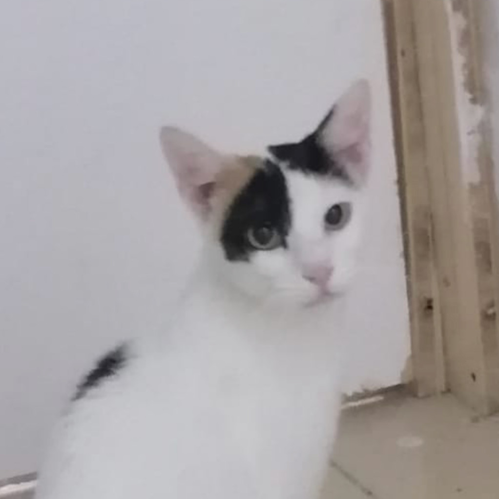 Miss Sally Kuwait (tri-pod)