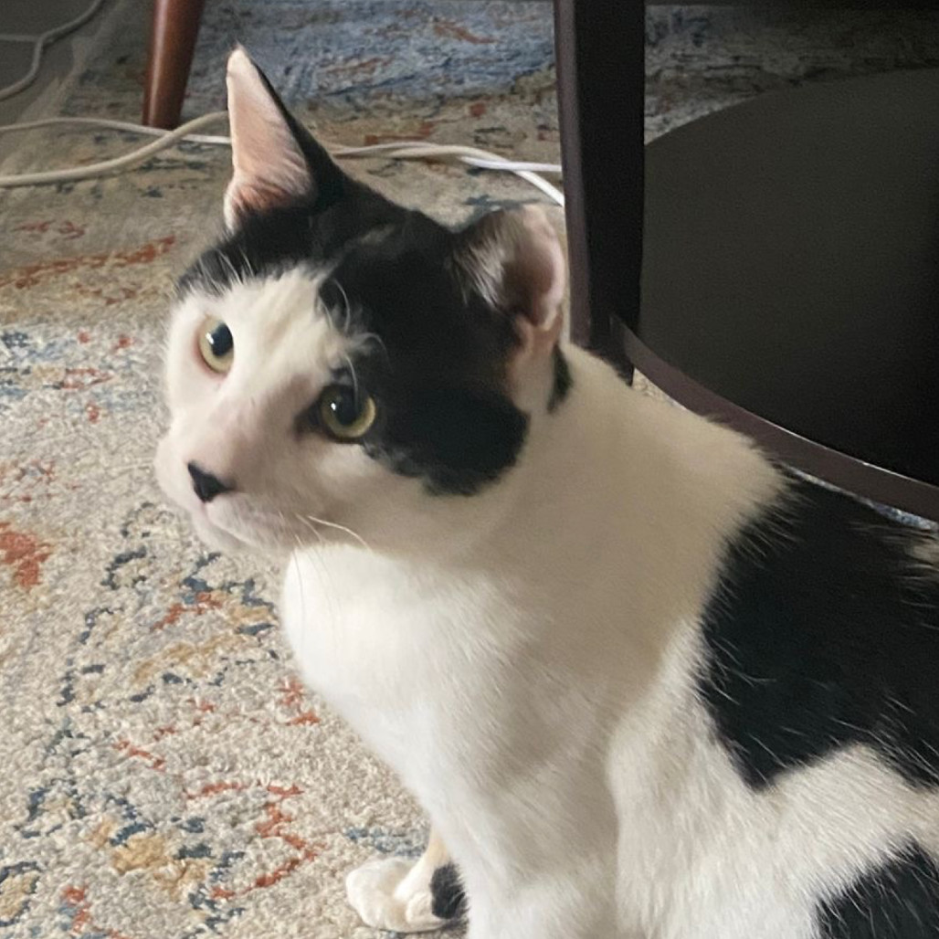 Oreo Kuwait (tri-pod)