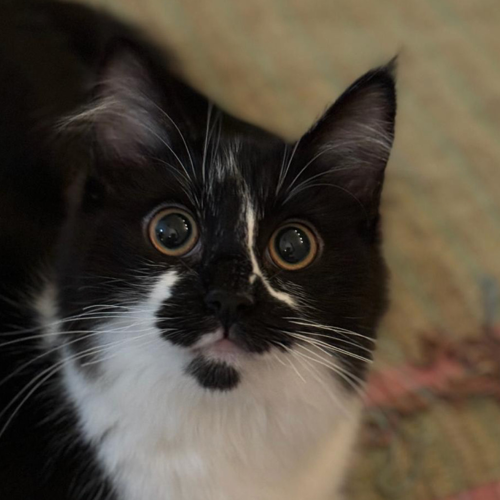 Bambina (Bambi) Kuwait (bonded with Lilou Kuwait)