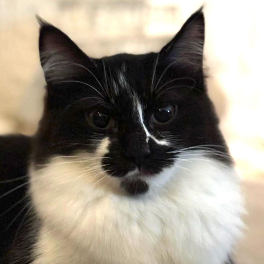 Bambina (Bambi) Kuwait (bonded with Lilou Kuwait)
