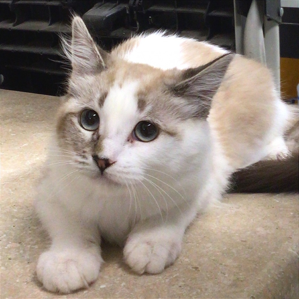 Aero, an adoptable American Shorthair, Siamese in Mount Shasta, CA, 96067 | Photo Image 1