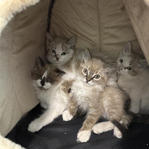 Aero, an adoptable American Shorthair, Siamese in Mount Shasta, CA, 96067 | Photo Image 2