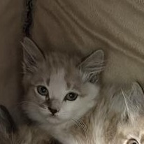 Aero, an adoptable American Shorthair, Siamese in Mount Shasta, CA, 96067 | Photo Image 3