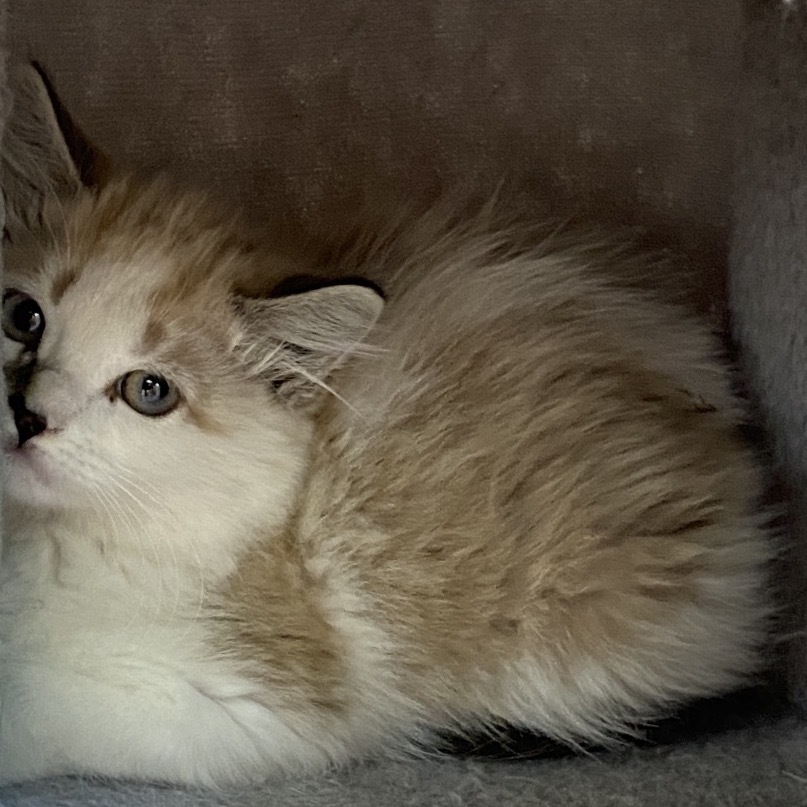 Aero, an adoptable American Shorthair, Siamese in Mount Shasta, CA, 96067 | Photo Image 4