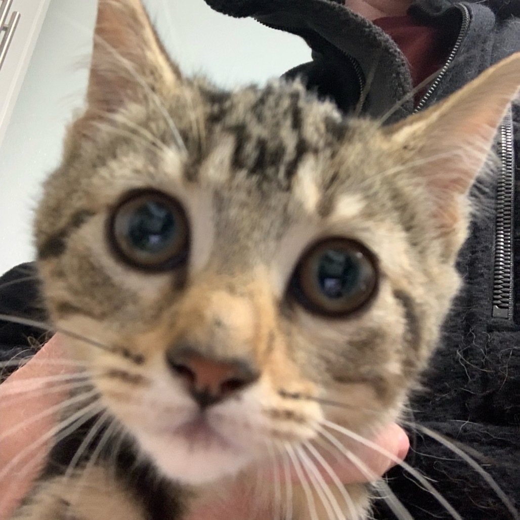 Taco, an adoptable Domestic Long Hair in Mount Shasta, CA, 96067 | Photo Image 1
