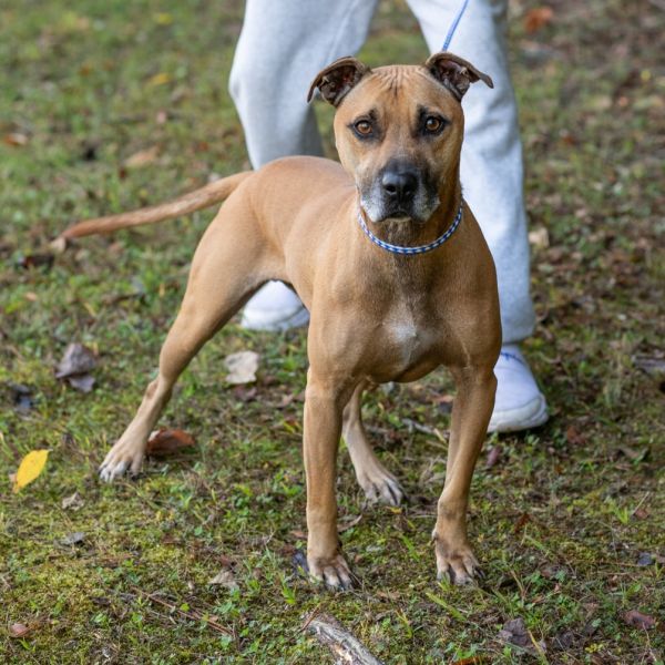 Scoobydoo thumbnail 2