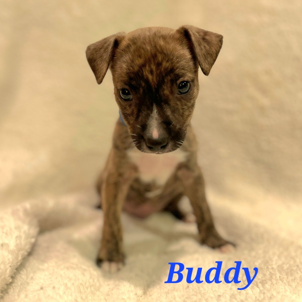 Buddy