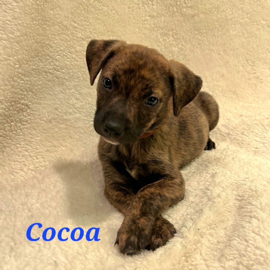 Cocoa