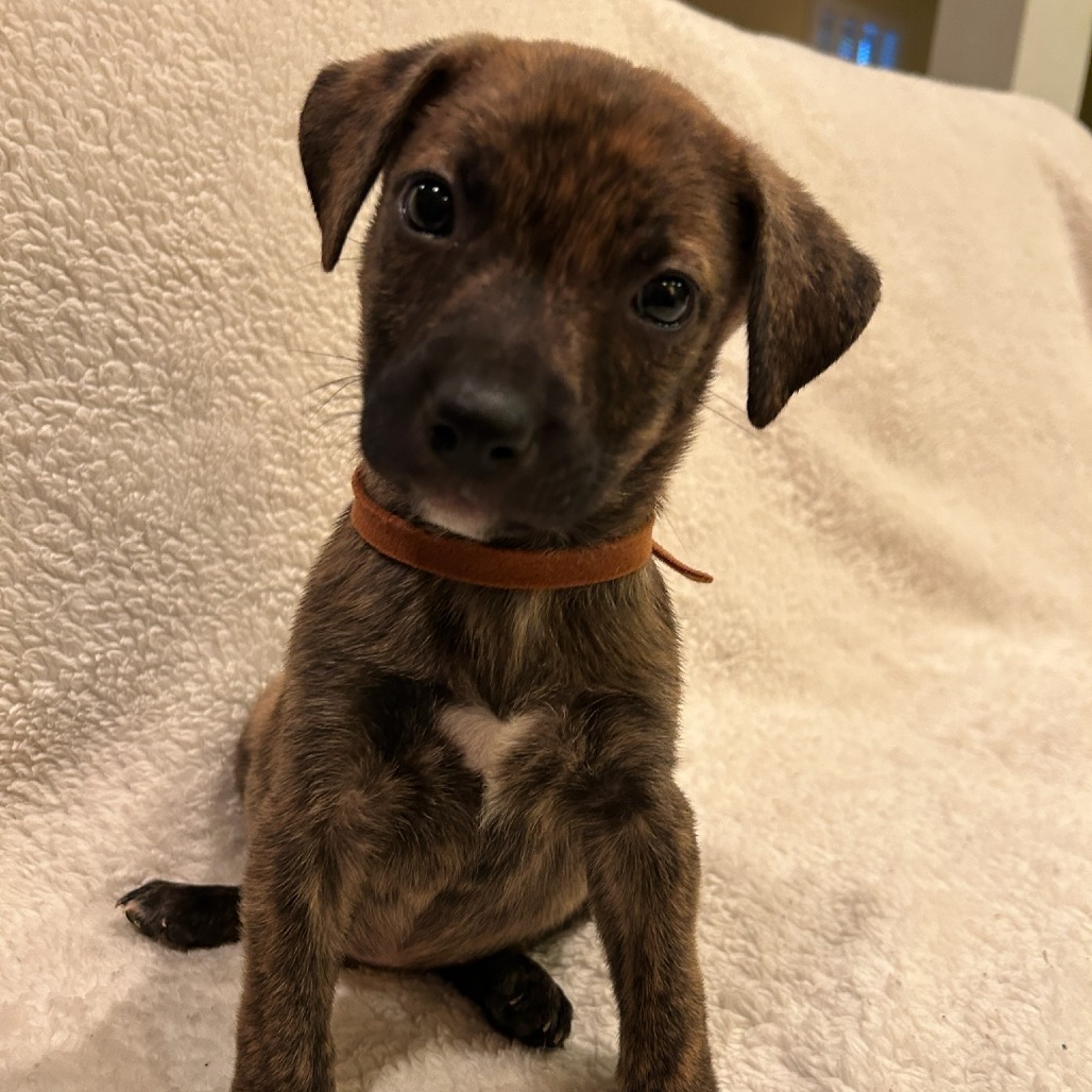 Cocoa