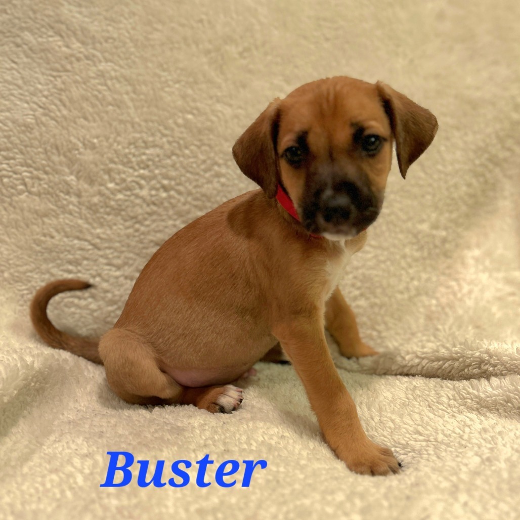 Buster