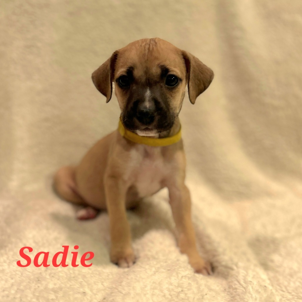Sadie