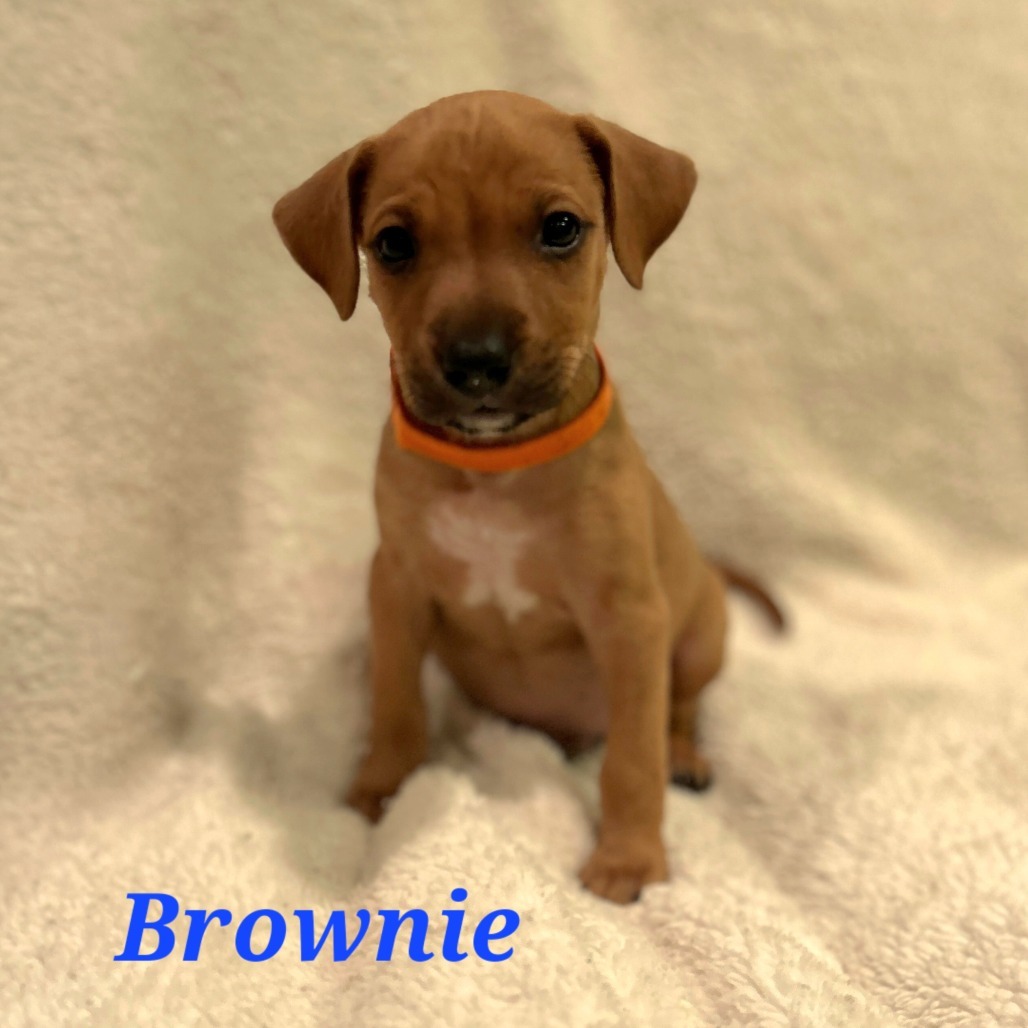 Brownie