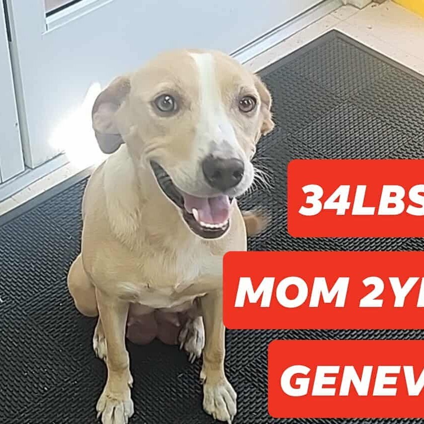 Geneva