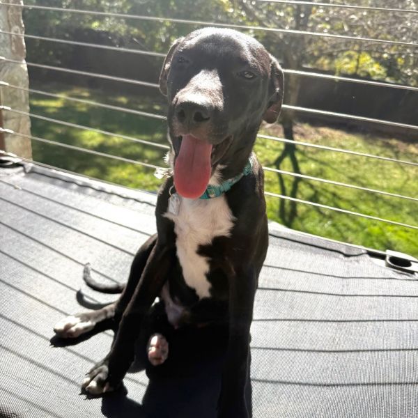 Goody Bag Pup: Smartie photo 1