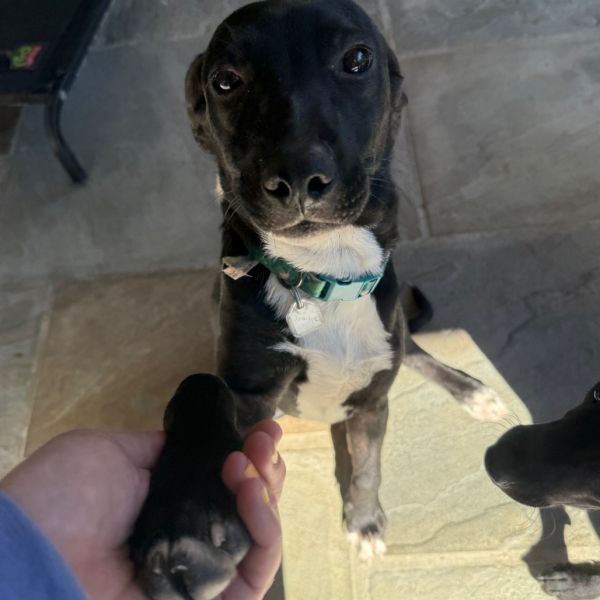 Goody Bag Pup: Smartie thumbnail 2