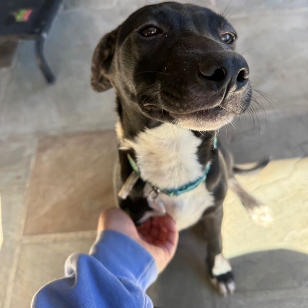 Goody Bag Pup: Smartie thumbnail 3