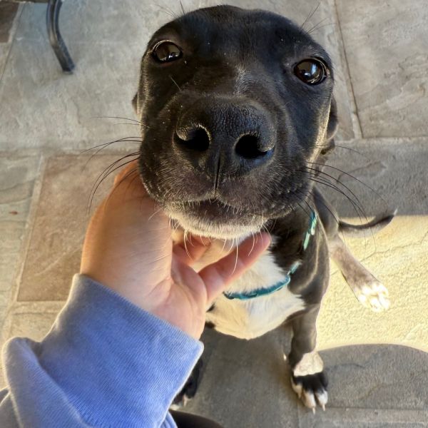 Goody Bag Pup: Smartie thumbnail 5