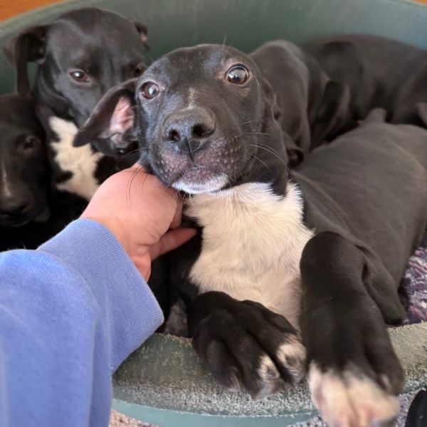 Goody Bag Pup: Smartie thumbnail 6