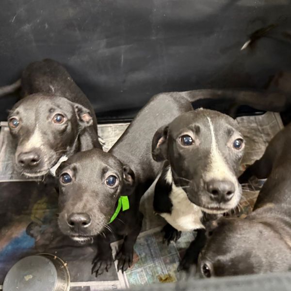 Goody Bag Pup: Twizzler thumbnail 2