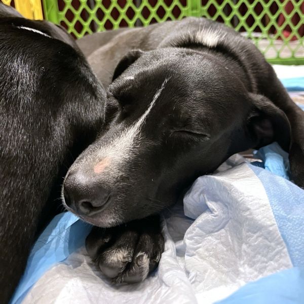 Goody Bag Pup: Twizzler thumbnail 3