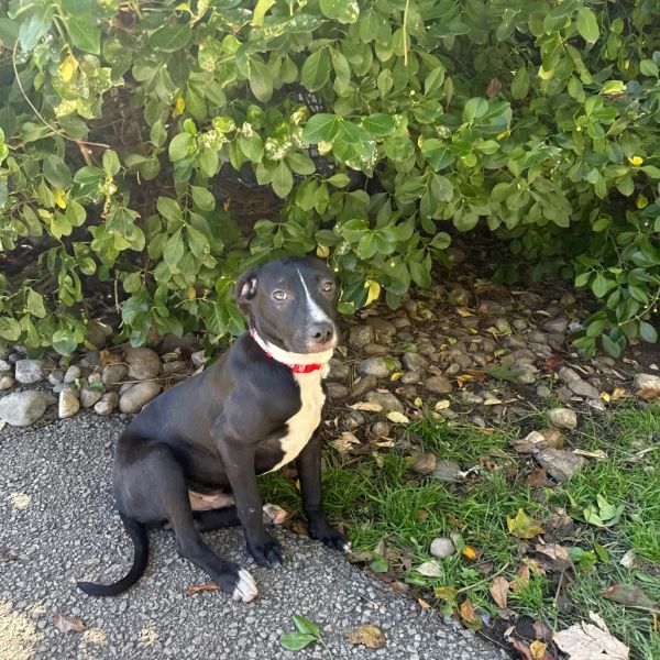 Goody Bag Pup: Twizzler thumbnail 5