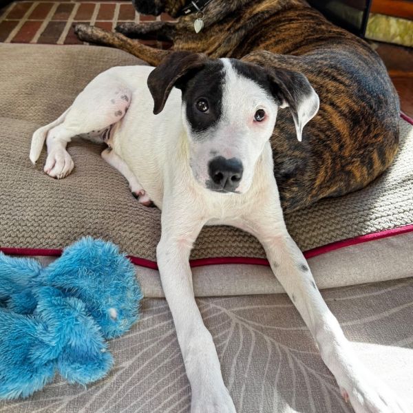 Sweet Treat Pup: Eclair photo 1