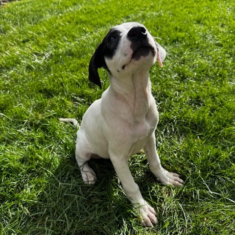 Sweet Treat Pup: Eclair thumbnail 2