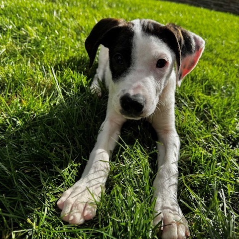 Sweet Treat Pup: Eclair thumbnail 3