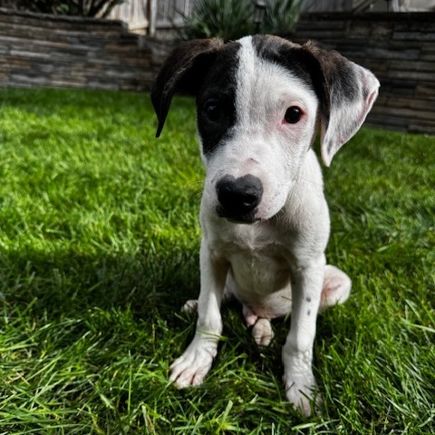 Sweet Treat Pup: Eclair thumbnail 4