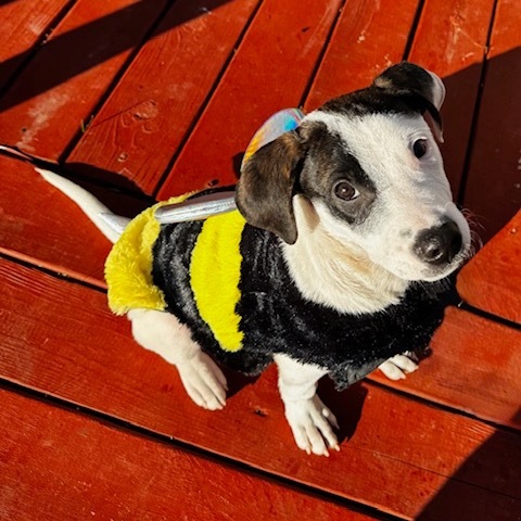 Sweet Treat Pup: Eclair thumbnail 5