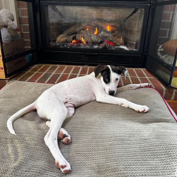 Sweet Treat Pup: Eclair thumbnail 6