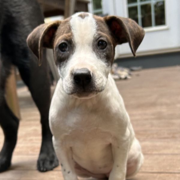 Sweet Treat Pup: Custard photo 1