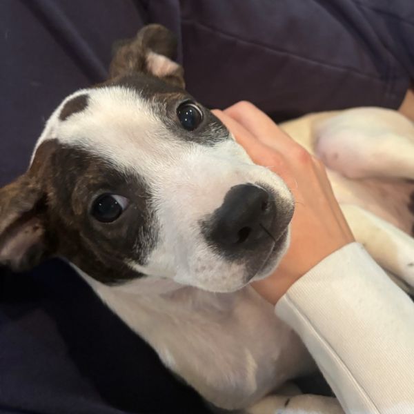 Sweet Treat Pup: Custard thumbnail 2