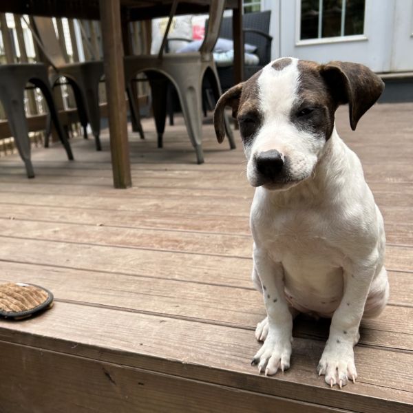 Sweet Treat Pup: Custard thumbnail 3